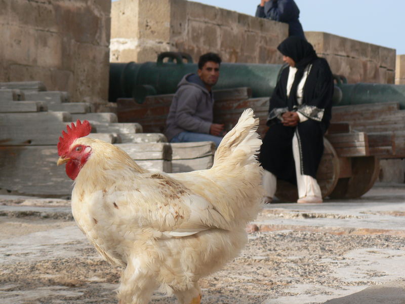 le coq du sud