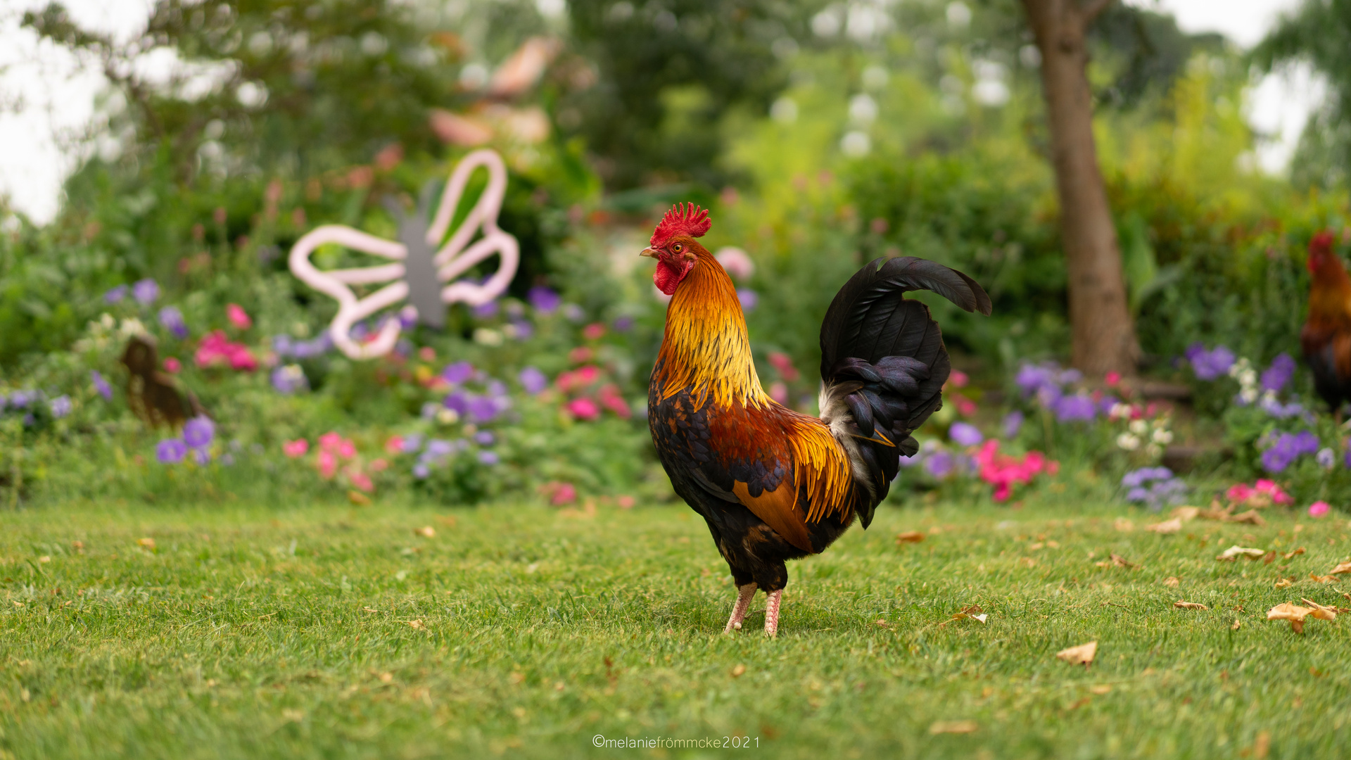 Le Coq Gaulois