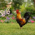 Le Coq Gaulois