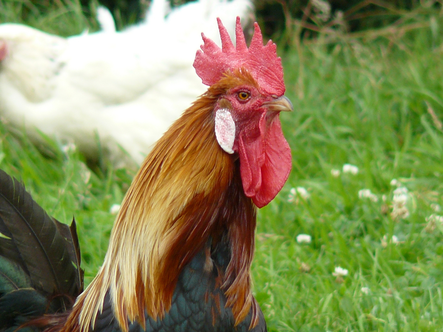 Le Coq ORICO