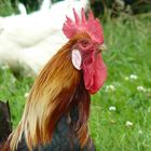 Le Coq ORICO