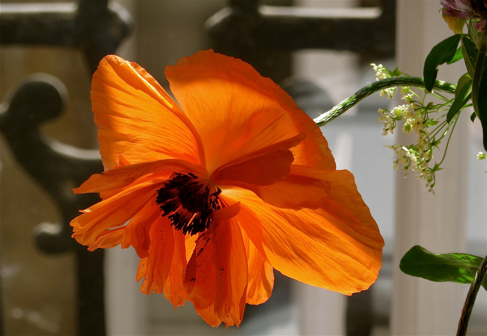 ... le coquelicot !!!...