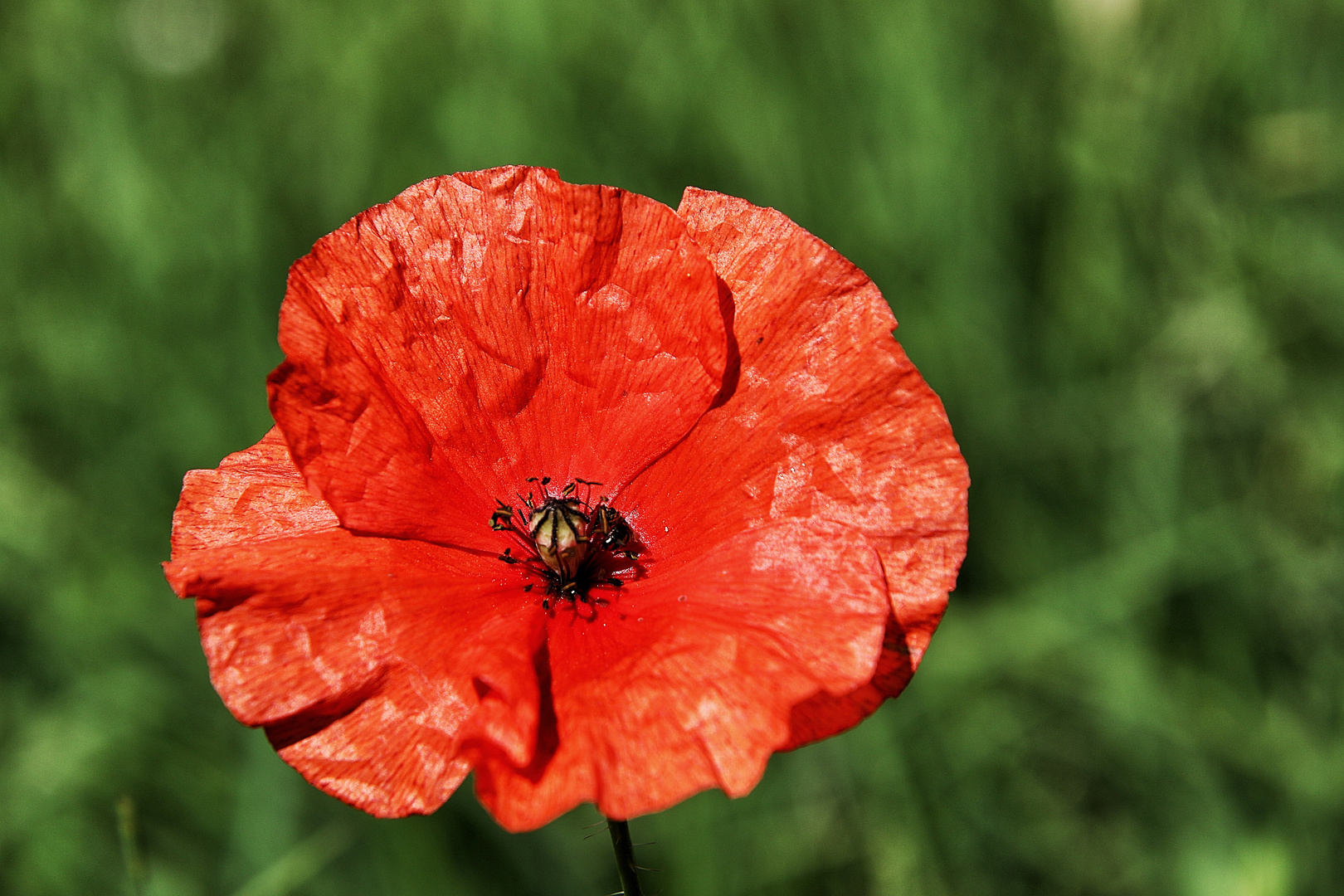 le coquelicot !