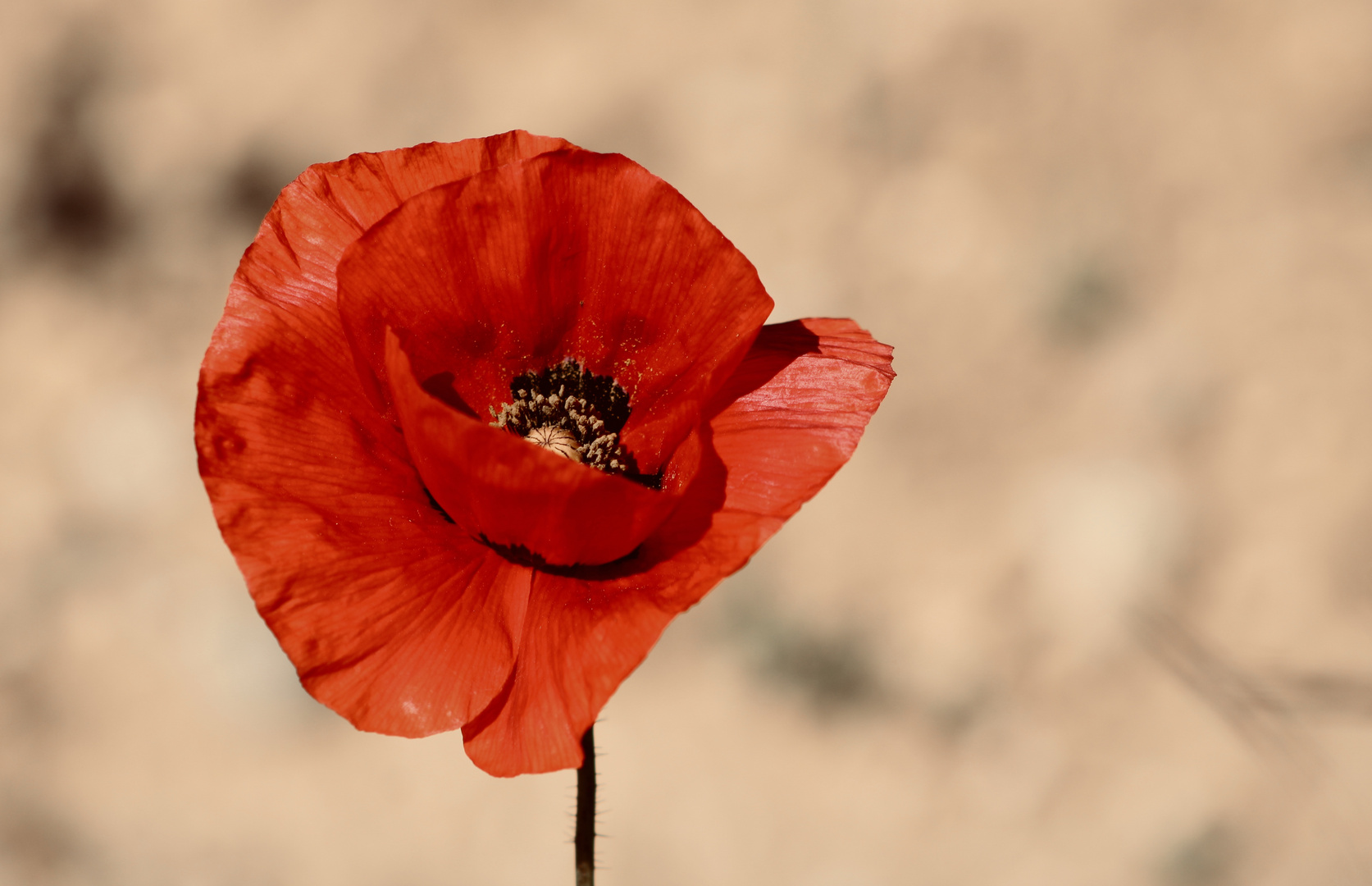 ... le coquelicot !!!...