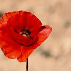 ... le coquelicot !!!...