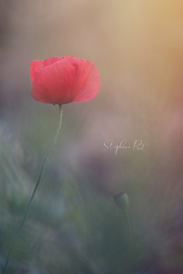 Le coquelicot