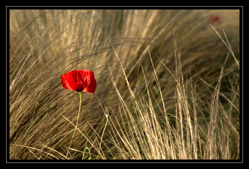 le Coquelicot