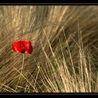 le Coquelicot