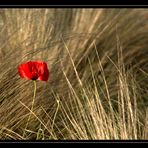 le Coquelicot