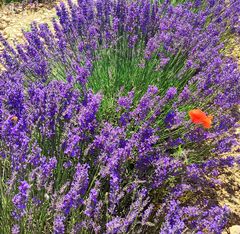 Le coquelicot