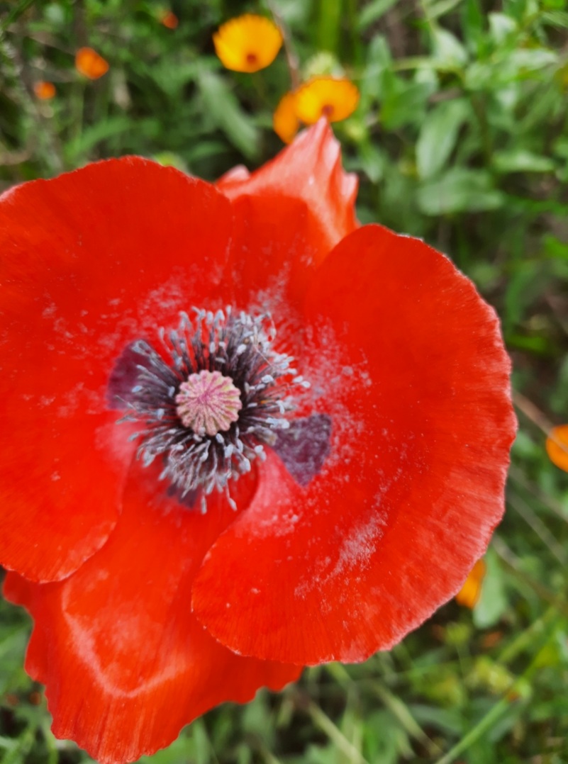 Le coquelicot. 