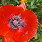 Le coquelicot. 