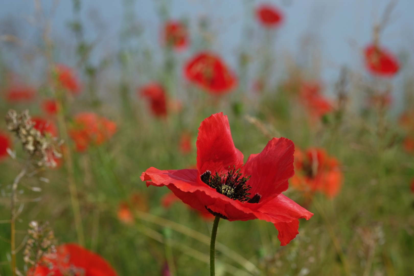 le coquelicot