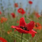 le coquelicot