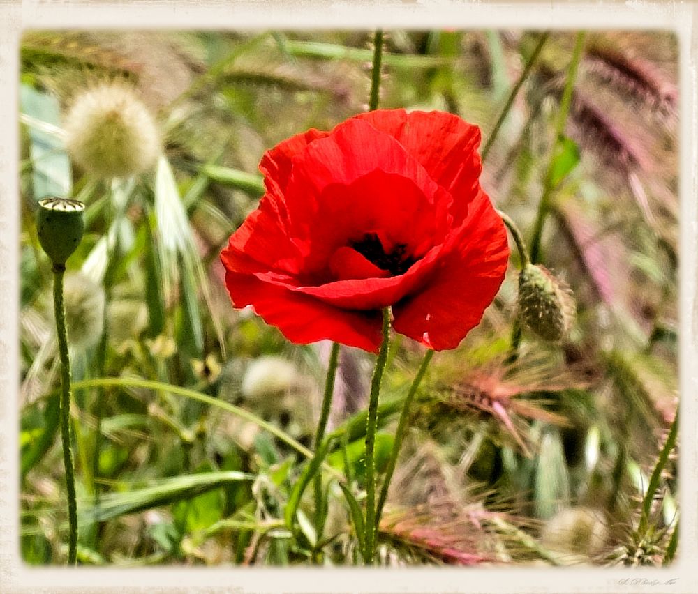 Le coquelicot