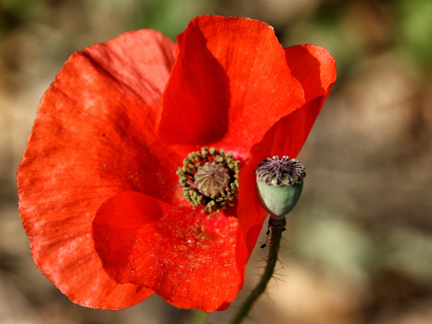 le coquelicot !