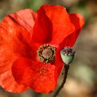 le coquelicot !