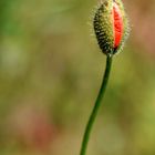 Le coquelicot