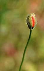 Le coquelicot