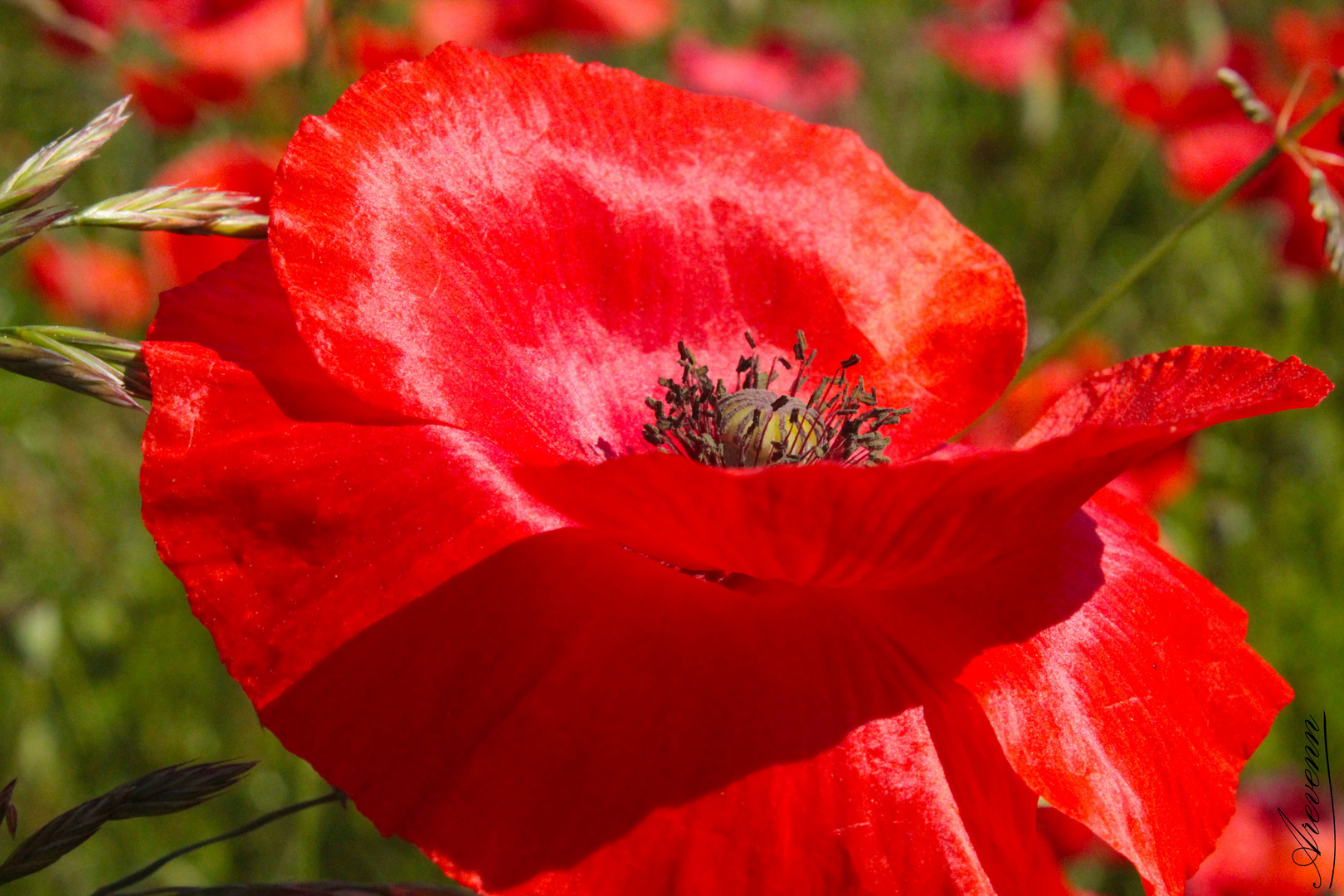 Le Coquelicot