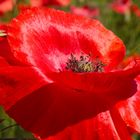 Le Coquelicot