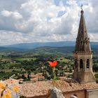 Le coquelicot de St  Etienne  à St Saturnin lès  Apts