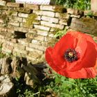 Le coquelicot de ta bouche