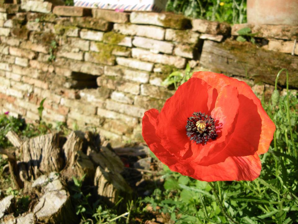 Le coquelicot de ta bouche