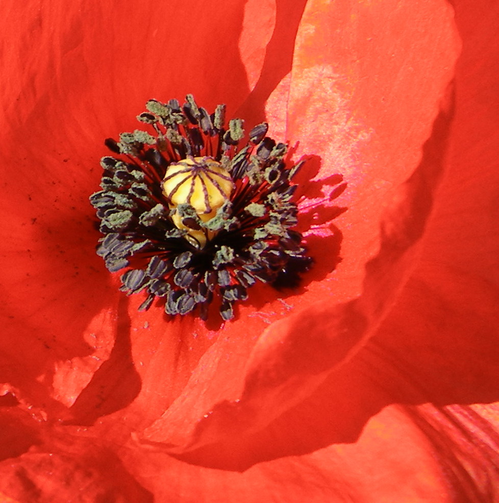 Le coquelicot de ta bouche II