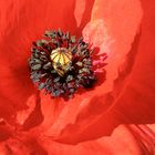 Le coquelicot de ta bouche II