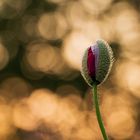 Le coquelicot du soir