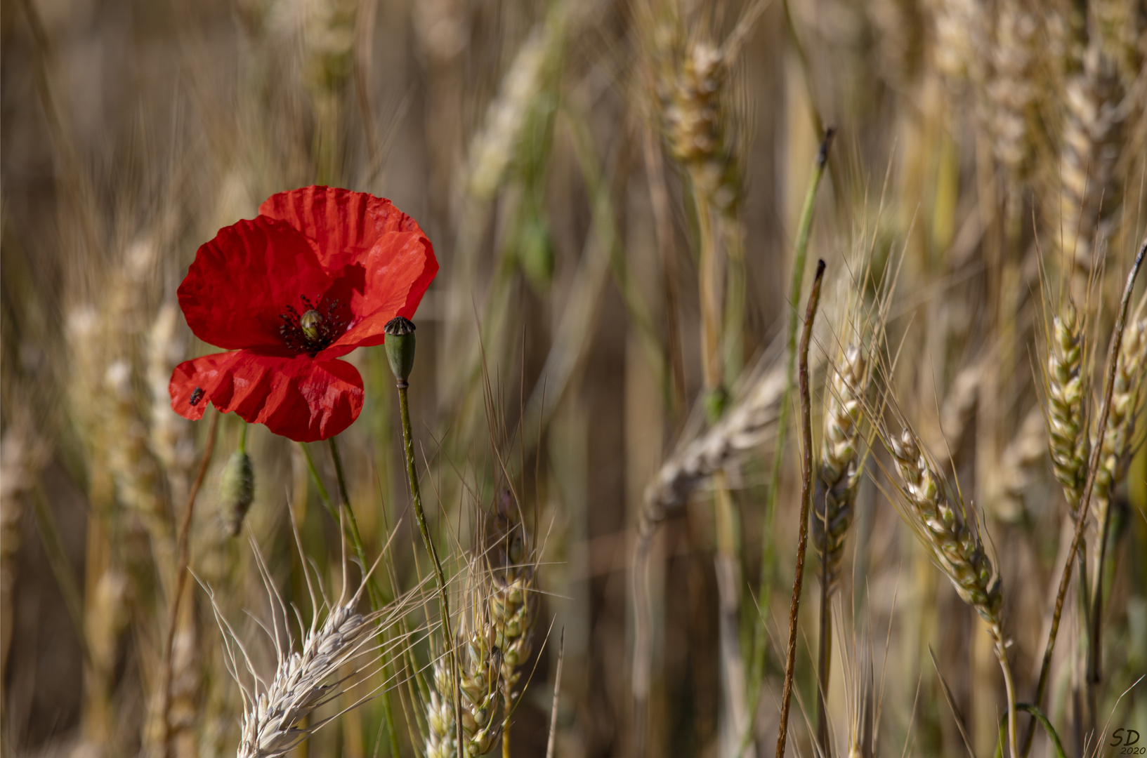 Le coquelicot et la fourmi .