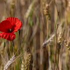 Le coquelicot et la fourmi .