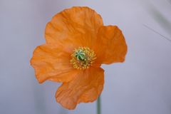 le coquelicot orange !