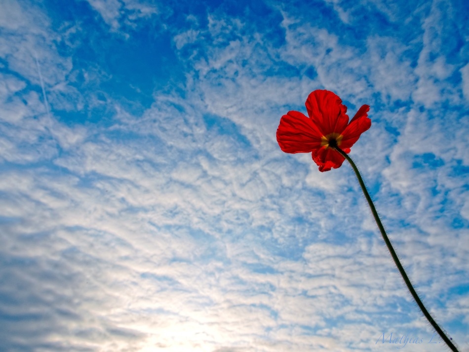 Le coquelicot qui voulait toucher les nuages