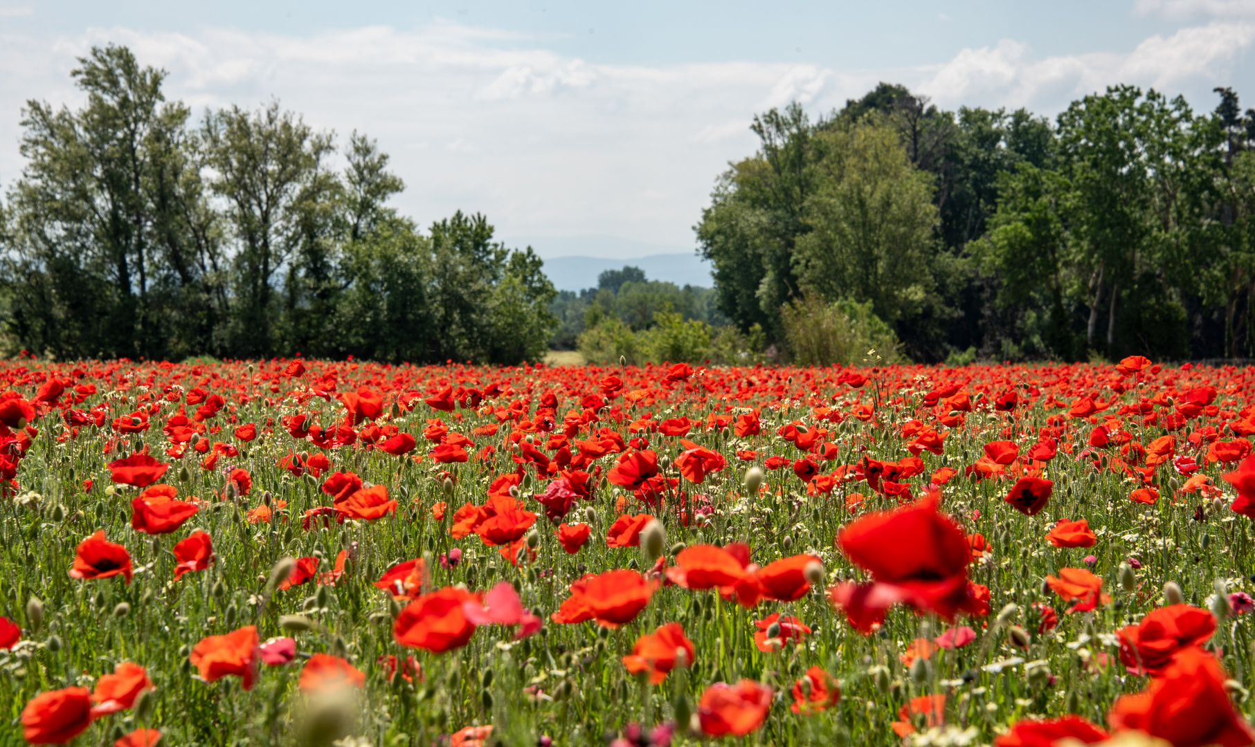 le coquelicot rouge