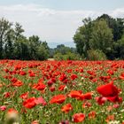 le coquelicot rouge