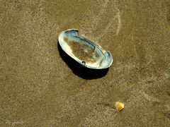 le coquillage