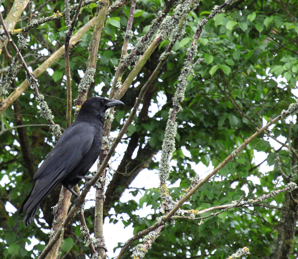 le Corbeau