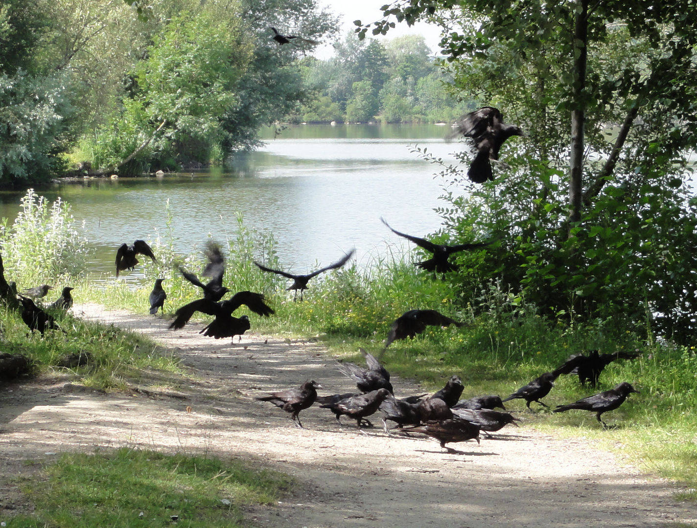 Le Corbeau aux ailes de satin noir