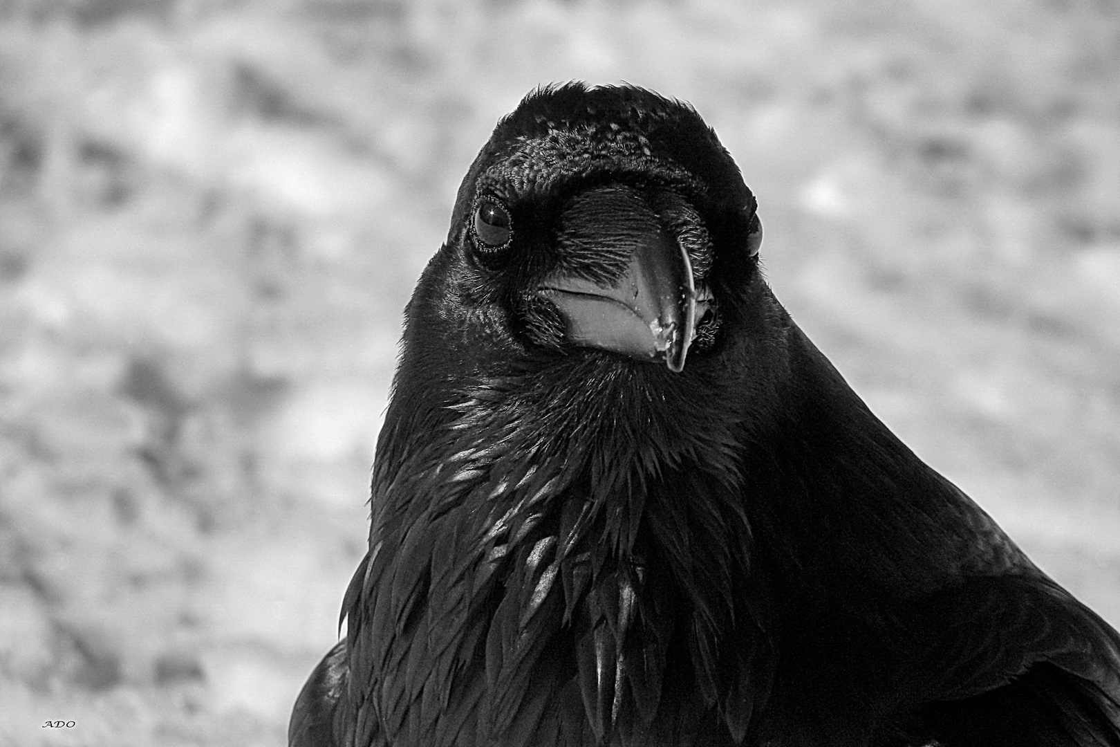 Le Corbeau dans la neige