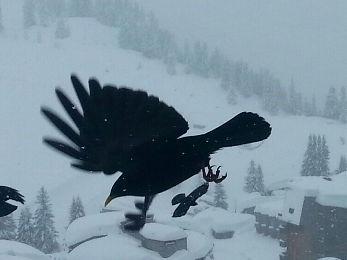 Le corbeau des alpes