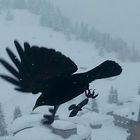 Le corbeau des alpes