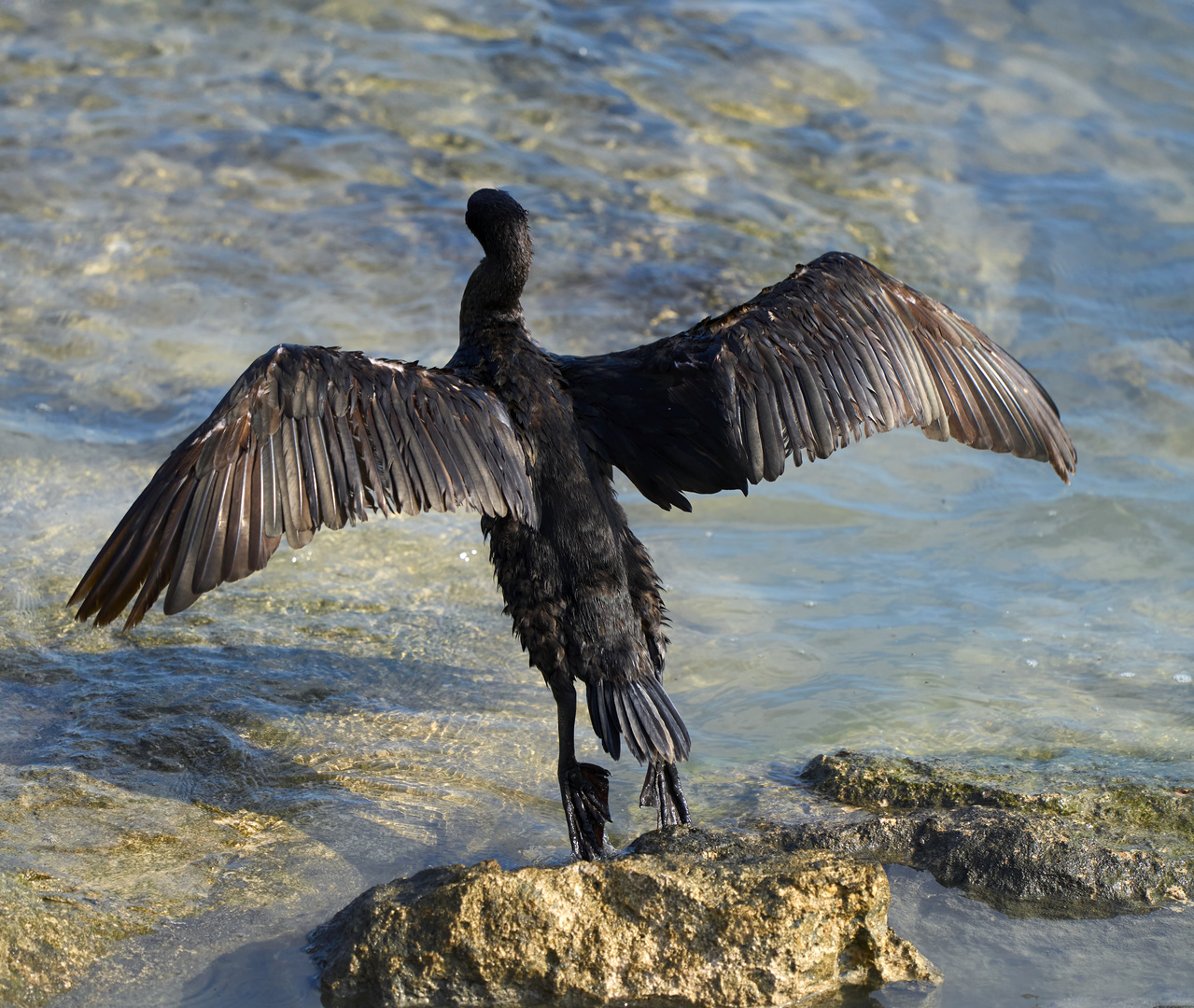 Le corbeau marin