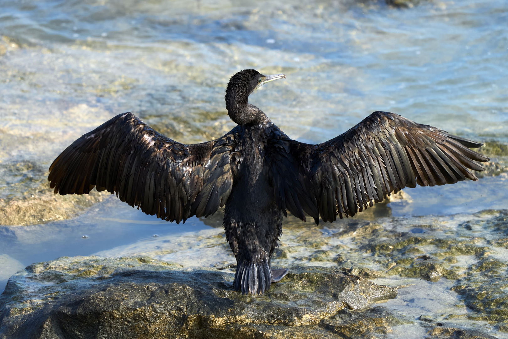 Le corbeau marin