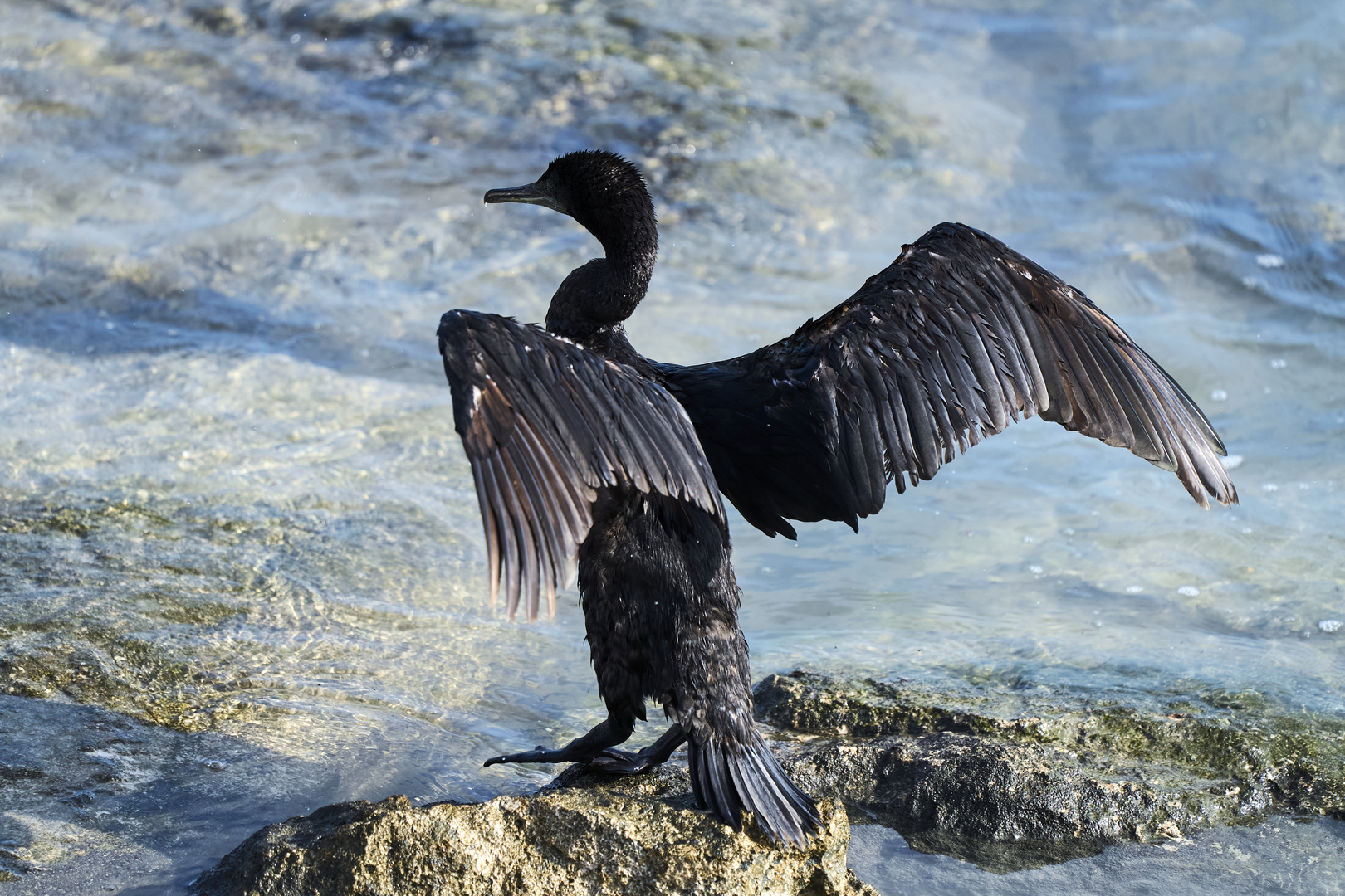 Le corbeau marin