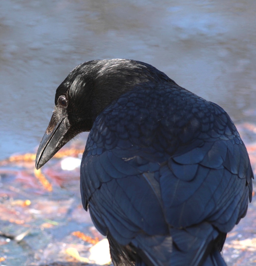 le corbeau pensant