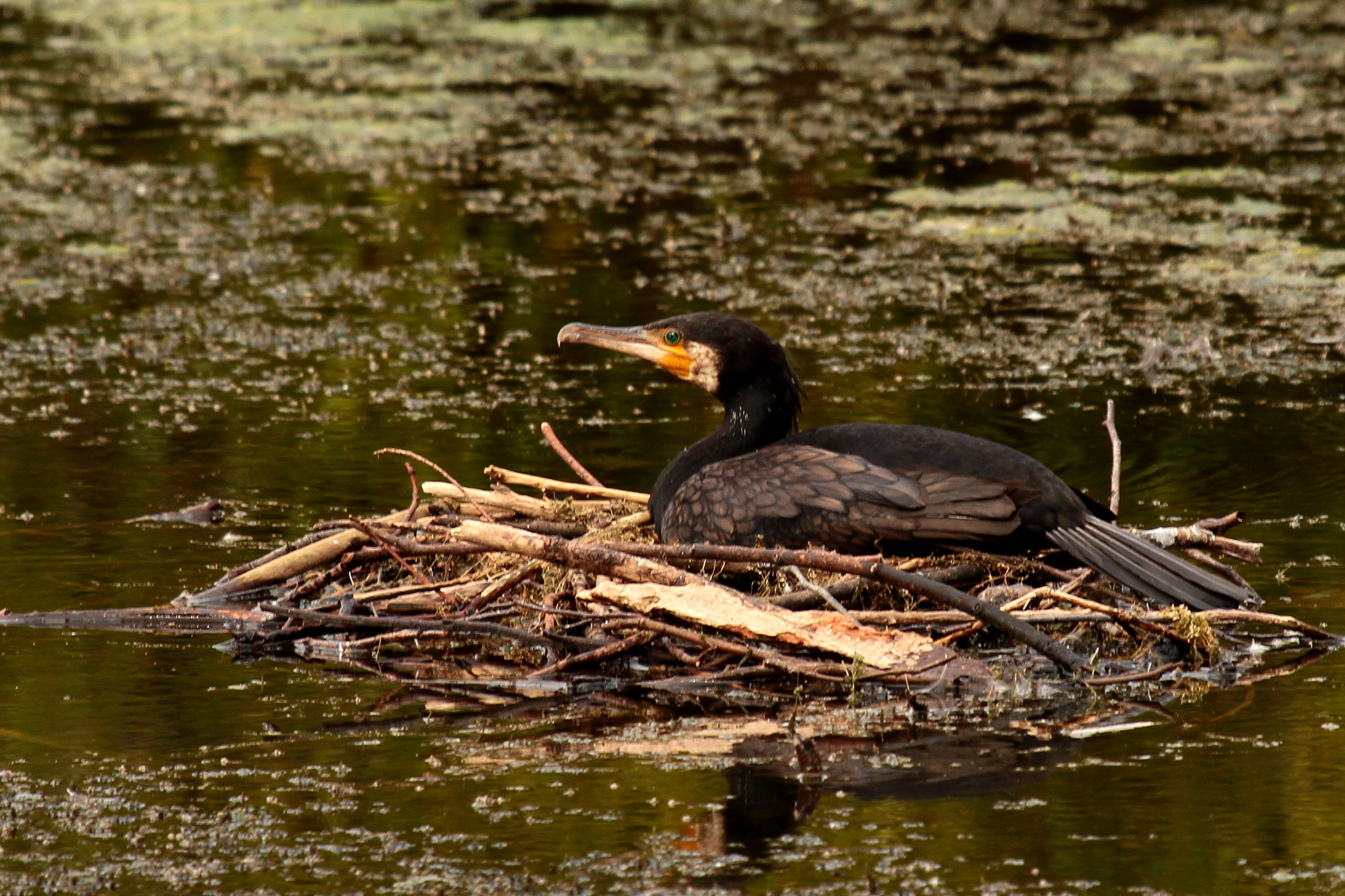 le cormoran au nid