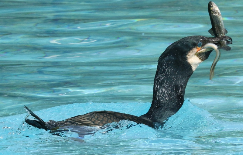 Le cormoran ayant d'abord avalé une anguille