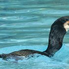 Le cormoran ayant d'abord avalé une anguille